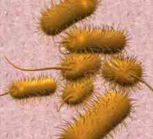 Clostridia v analýze na dysbacteriosis: nebezpečné zvýšení úrovně bakterií?