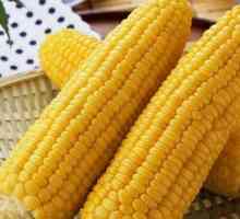 Corn hedvábí - léčivé účinky a kontraindikace, výhody a poškozuje
