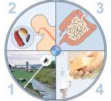 Léčba akutní gastroenteritida a potraviny
