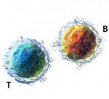 Lymfocytů: Typy a funkce, norma a patologie u dětí a dospělých
