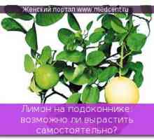 Lemon na okenním parapetu: Je možné pěstovat svůj vlastní?
