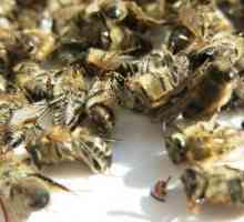 Mrtvé včely jsou užitečné pro srdce, a jsou naprosto neškodné!