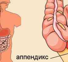 Umístění, funkce a onemocnění apendixu