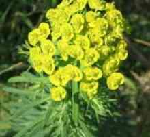 Euphorbia: užitečné vlastnosti. Použití milkweed, použití pravidel, recepty