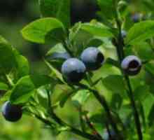 Užitečné vlastnosti borůvkové listí