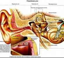 Mezi nejčastější onemocnění ucha