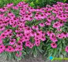 Echinacea tinktura: užitečné vlastnosti a kontraindikace