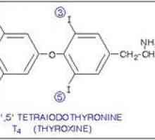T4 hormon normou zdarma v krvi žen