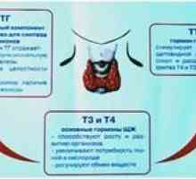 Normy hormonů štítné žlázy TSH, T3 a T4