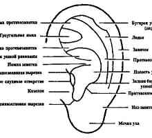 Popis struktury lidského ucha