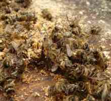 Bee Podmore: užitečné nebo škodlivé pro neobvyklou sbírku?