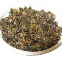 Včelí Podmore - účinná látka pro léčbu různých nemocí