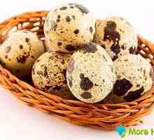 Křepelčí vejce pro účinnost: složení a recepty