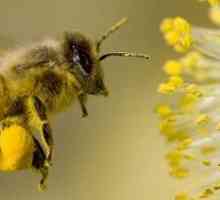První pomoc na včelí bodnutí je odstranění nádoru a co dělat