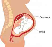Placenta na přední stěně dělohy: Co je to nebezpečí?