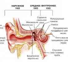 Cizí těleso v uchu