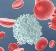 Proč leukocytóza vyvíjí v těhotenství a co dělat