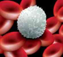 Proč trochu krve leukocyty