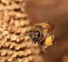 Kteří se aktivně používá včelí pyl, nervy a srdce sám posiluje