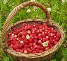 Užitečné vlastnosti Strawberry Forest