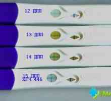 Pozitivní test v nepřítomnosti těhotenství: Jak je to možné?