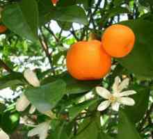Výhody mandarinky