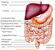 Léze gastrointestinálního traktu, v tibetské medicíny
