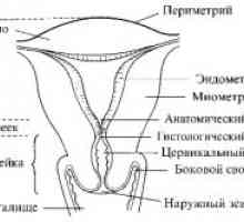 Důsledky vzniku a vývoje myomů v těhotenství