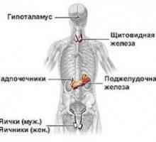 Příčiny a příznaky lidských onemocnění endokrinního systému