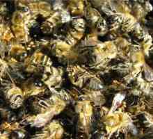 Využití včelího Podmore ušetří na rakovinu a jiné vyšší moci!