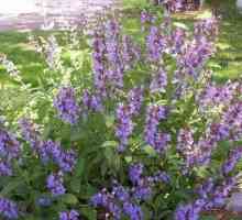 Použití Salvia officinalis v lidové medicíně a kosmetice