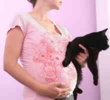 Příznaky chronické toxoplazmózy během těhotenství a metody léčby