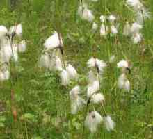 Bavlna grass listnáče