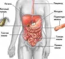 Umístění a anatomie lidského břišních orgánů