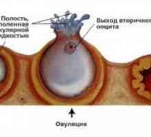 Příčiny krve během ovulace