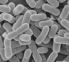 Úloha bifidobakterií ve střevě k tělu