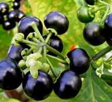 Sunberry: užitečné vlastnosti a kontraindikace