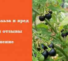 Sunberry: užitečné vlastnosti a kontraindikace zahradní lilek