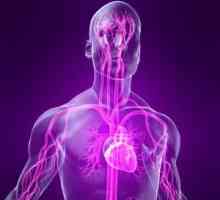 Srdeční projevy vegetativní-cévní dystonie a jejich specifičnosti