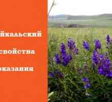 Baikal čapka: jeho léčivé vlastnosti a kontraindikace