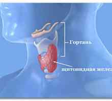 Hormony štítné žlázy: syntéza, funkce, norma, nadbytek a deficit