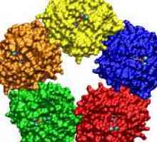 Co je c-reaktivního proteinu v krvi, a důvody pro jeho zvýšení