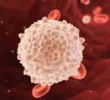 Obsah leukocytů v krvi během těhotenství
