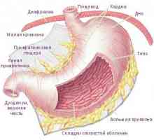 Struktura a funkce žaludku v lidském těle