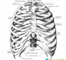 Struktura, vlastnosti a typy lidského hrudníku