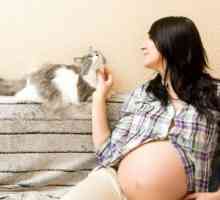 Toxoplazmóza během těhotenství: ohrožení plodu, léčbu a prevenci