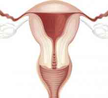 Endometriální tloušťka na dny cyklu