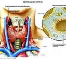 Vaskularizace štítné žlázy: příčiny, příznaky a léčba