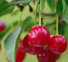 Cherry: přínosy a škody