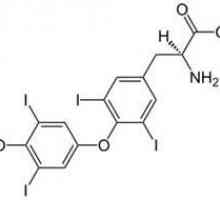 Vše, co potřebujete vědět o volném tyroxinu